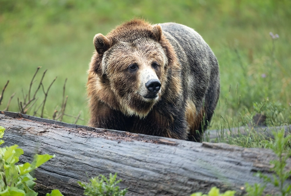 Обложка © Shutterstock / FOTODOM /Marc Kirby